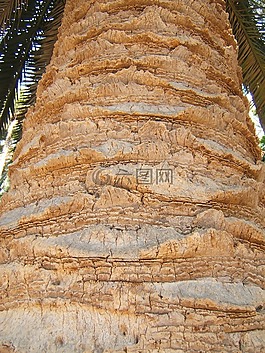 行李箱,棕榈,大