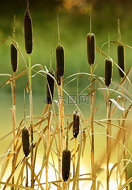 芦苇,香蒲,植物