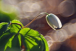 厂,性质,na