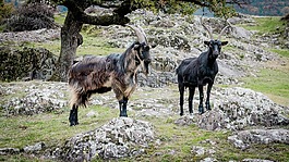 山羊,比利山羊,国内山羊