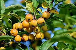 观赏灌木,浆果,橙