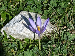 野生花卉,山高,岩
