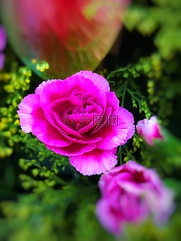花,美,石竹
