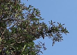 阿格蕾雅elaeagnoidea,阿格蕾雅杞,milnea杞
