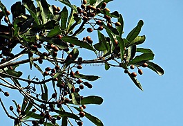 阿格蕾雅elaeagnoidea,阿格蕾雅杞,milnea杞