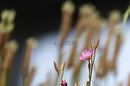 月见草提取物,玫瑰,鲜花
