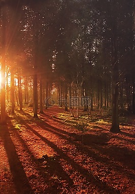 森林,日出,景观