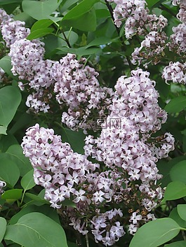 紫丁香,枝杈,花