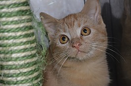 年轻的猫,小猫,动物收容所