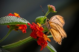 长寿,花卉,蝴蝶