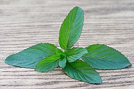 罗勒,香料,草本