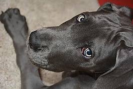 柴油机,大丹犬,小狗