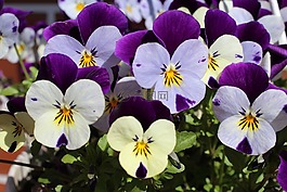 400 500,厂,鲜花