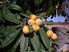 树,植物,枸杞子