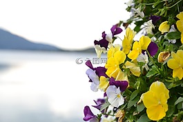 花,湖,山
