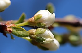 芽,樱桃斯蒂卡,鲜花