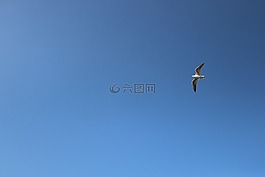 海鸥,背景,蓝天