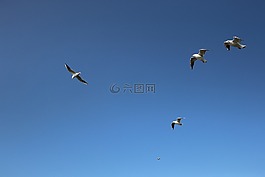 海鸥,背景,蓝天