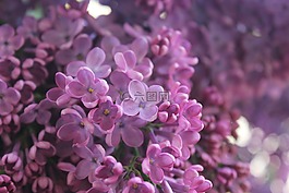 紫丁香,紫色,花