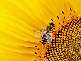 太阳花,蜜蜂,夏季