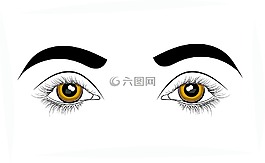眼睛,视力,视觉