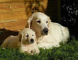 狗,小狗,金毛猎犬