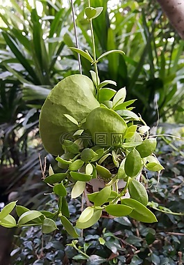 瓜子 pectenoides,蚂蚁植物,dep krapao