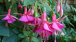 花,粉红色,吊篮