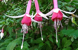 花,吊篮,粉红色