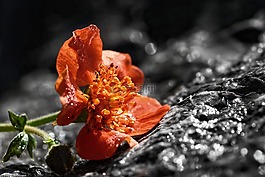 埃文斯,今coccineum,橙花