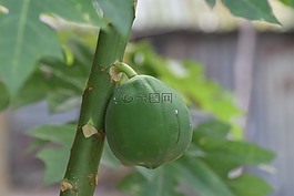 木瓜,水果,绿色