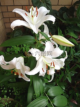 白百合,香,花