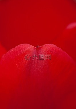 玫瑰,花瓣,红色