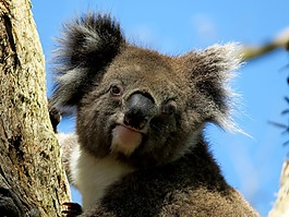 动物,考拉,澳大利亚