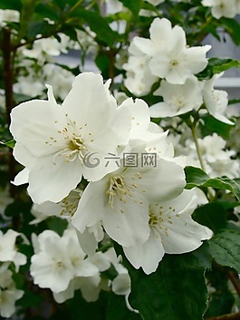 茉莉花,野花,晚香茉莉花