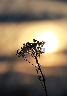 日落,干花,性质