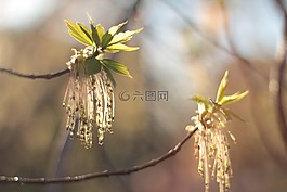 春天,颜色,四月