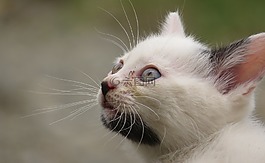 动物,猫,国内