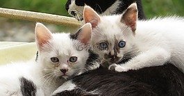 小猫,猫,国内