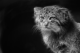 动物区系,野生,帕拉斯猫