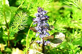 号角,ajuga 绢毛匍匐,蓝色