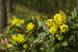 黄色花,黄色的花朵,黄色