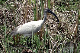 黑领导宜必思酒店,东方白宜必思酒店,threskiornis melanocephalus