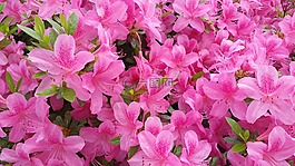鲜花,花瓣,特写
