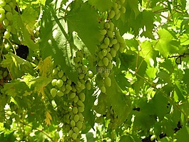 葡萄酒,叶子,绿色