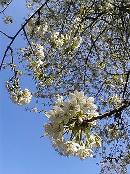 樱花,夏季,白色的花