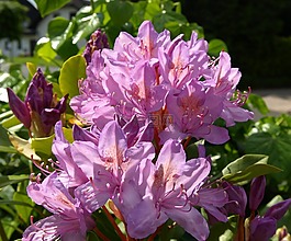 杜鹃,开花,招标