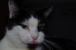 猫,内容,舌头