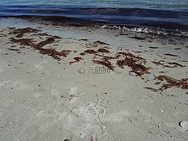 海滩,海,海草