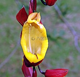 犹太的鞋,花卉,爬行者